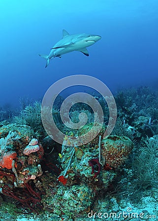 Caribbean reef shark