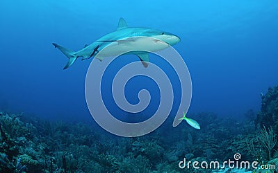 Caribbean reef shark