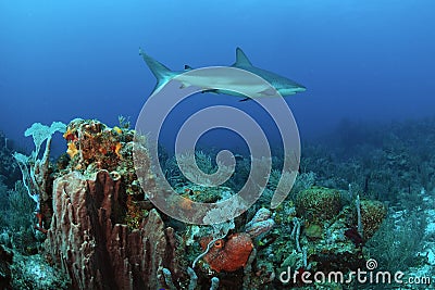 Caribbean reef shark