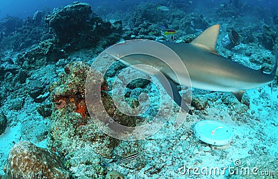 Caribbean reef shark