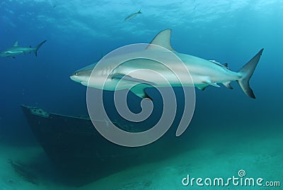 Caribbean Reef Shark