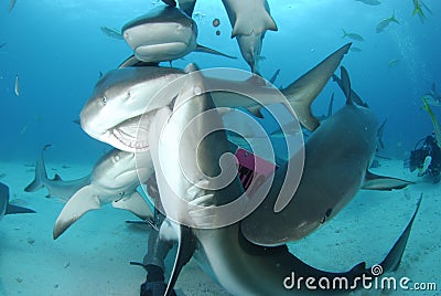 Caribbean Reef Shark