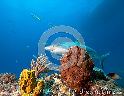 Caribbean reef shark