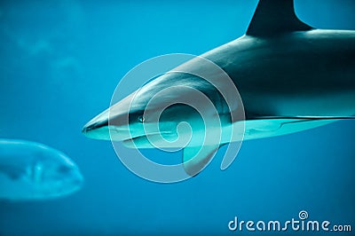 Caribbean Reef Shark in Deep Blue Sea Water