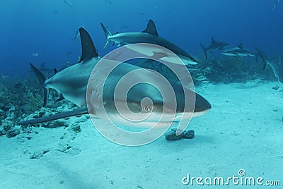 Caribbean Reef Sharks