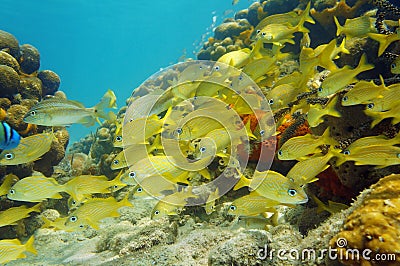 Caribbean sea school of fish in a coral reef