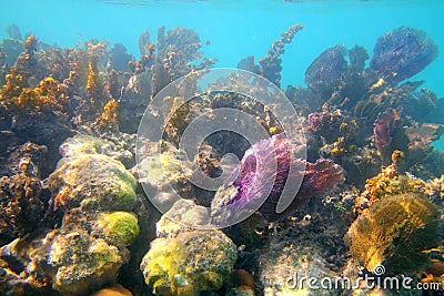Caribbean tropical reef in Mayan Riviera