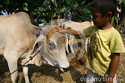 Caring for cow