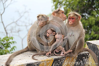 Caring monkeys