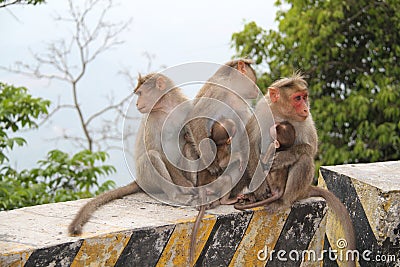 Caring monkeys
