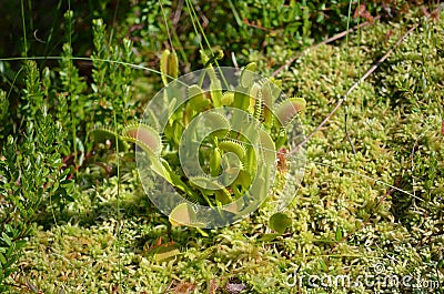 The carnivorous Venus Fly Trap (Dionaea muscipula)