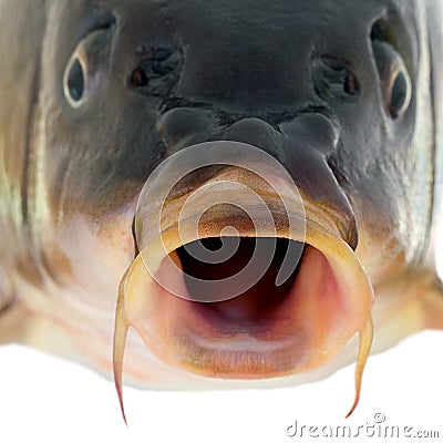 Carp fish close up