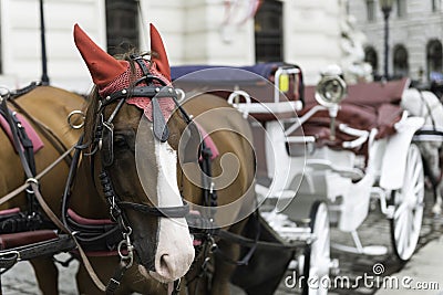 Carriage horse, Vienna