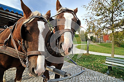 Carriage horses on the Herrenchiemsee island