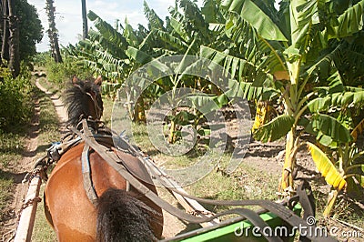 Carriage in Inwa ancient city in Myanmar.