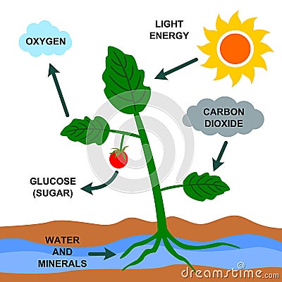 http://thumbs.dreamstime.com/x/cartoon-illustration-photosynthesis-process-29925058.jpg