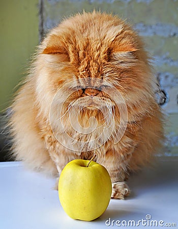 Cat and apple