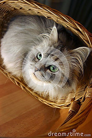 Cat in a basket - 1