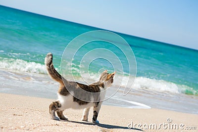 Cat on the beach