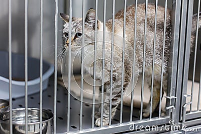 Cat behind bars