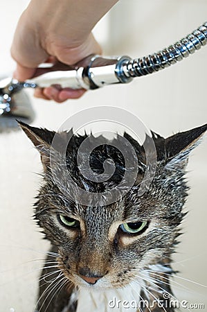 Cat bimonthly shower