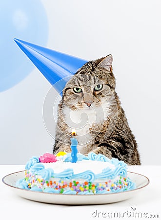 cat-birthday-party-8552033.jpg