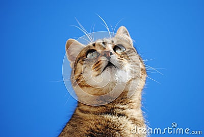 Cat and blue background