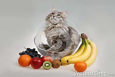 Cat in bowl with fruit