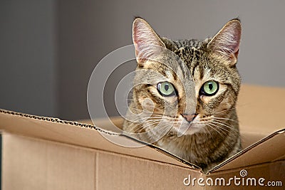 Cat in a box