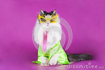 Cat in bright clothes and glasses