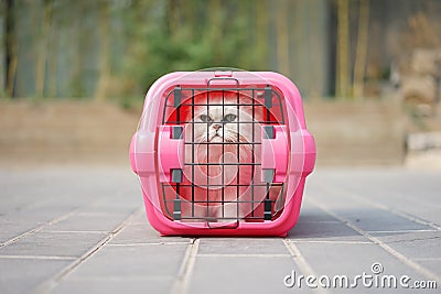 Cat in Cage Carrier