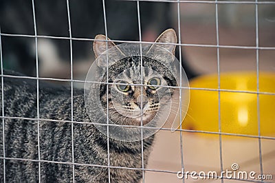 Cat in a cage