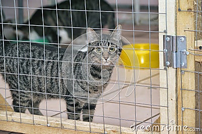 Cat in a cage