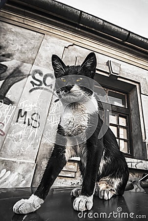 Cat on the car and street graffiti on old wall grunge effect