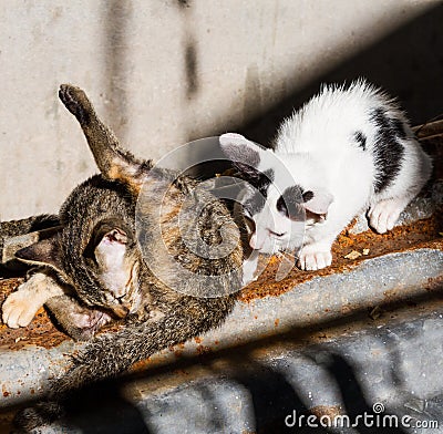 Cat cleaning