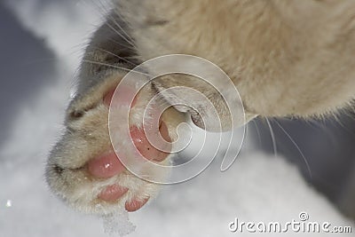 Cat cleaning snow from its paw