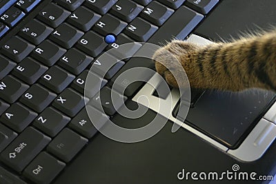 Cat click laptop mouse