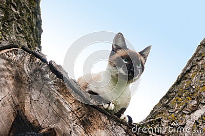 Cat climbed in tree