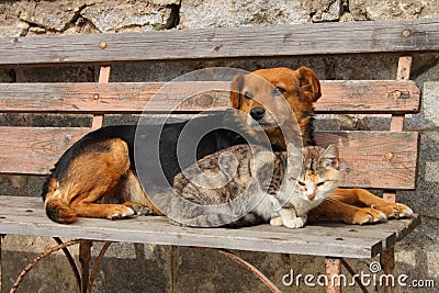 Cat and dog