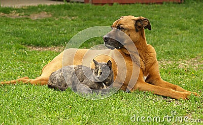 Cat and Dog