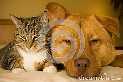 Cat and Dog