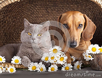 Cat and dog