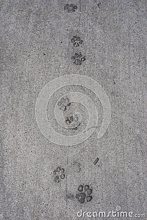 Cat or dog footprint on dry cement