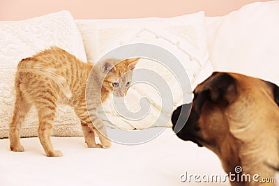 Cat and dog pets playing