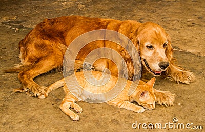 Cat and dog