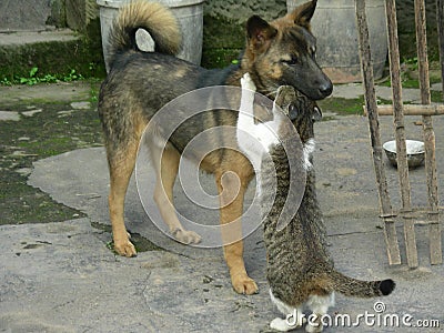 The friendship between cat and dog