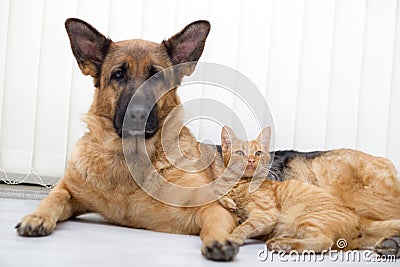 Cat and dog together