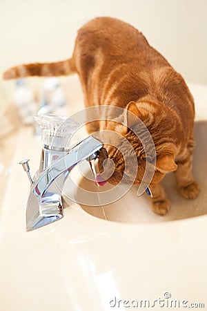 Cat Drinking from Bathroom Sink Faucet