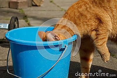 Cat drinking from bucket