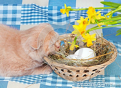 Cat and easter eggs